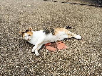 DOTA2前EG队长Fly求婚成功 晒出甜蜜合影